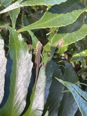 Anolis carolinensis