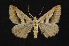 Digrammia subminiata