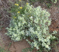 Atriplex lindleyi inflata