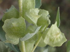 Atriplex lindleyi inflata