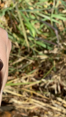 Xanthochilus saturnius