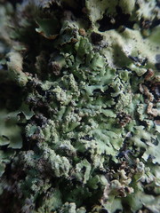 Heterodermia obscurata