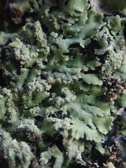 Heterodermia obscurata