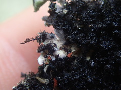 Heterodermia obscurata