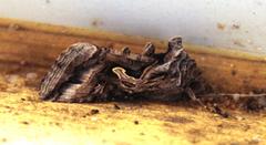 Cornutiplusia circumflexa