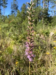 Liatris gracilis
