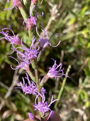Liatris gracilis