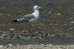 Larus armenicus