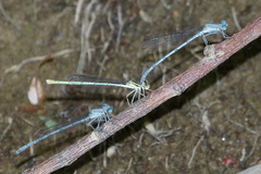 Platycnemis kervillei