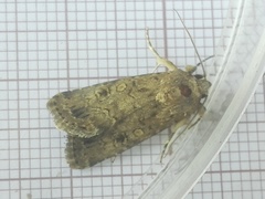 Agrotis lata