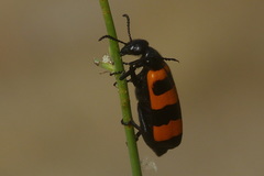 Mylabris cincta