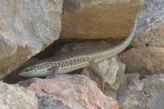 Heremites auratus