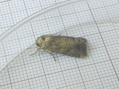 Agrotis lata