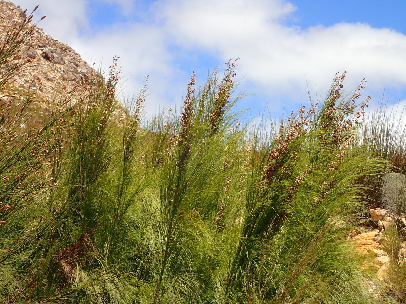 Giant River-Reed (Cannomois grandis 