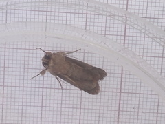 Agrotis lata