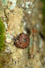 Phacussa lucetta