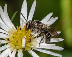 Lasioglossum coriaceum
