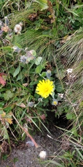 Hieracium villosum