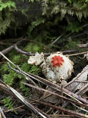Calostoma ravenelii ravenelii