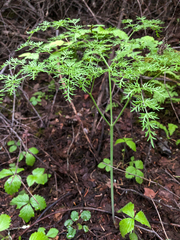 Lomatium multifidum