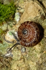 Phacussa lucetta