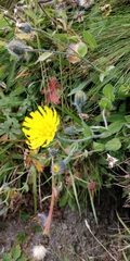 Hieracium villosum