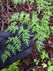 Lomatium multifidum