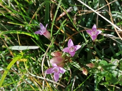 Gentianella columnae