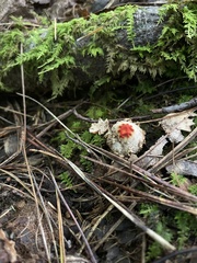 Calostoma ravenelii ravenelii
