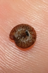 Phacussa lucetta