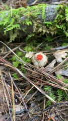 Calostoma ravenelii ravenelii