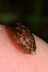 Phacussa lucetta