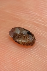 Phacussa lucetta