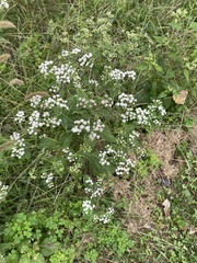 Ageratina altissima