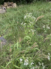 Ageratina altissima