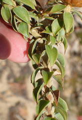 Oedera speciosa