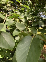 Alnus cordata