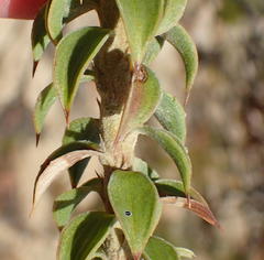 Oedera speciosa