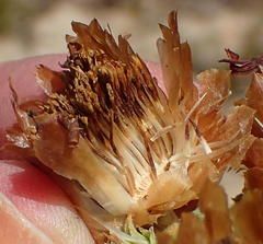 Oedera speciosa