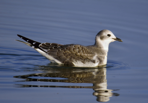 Sabine's Gull