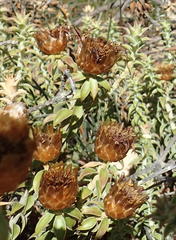 Oedera speciosa