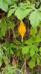 Momordica charantia