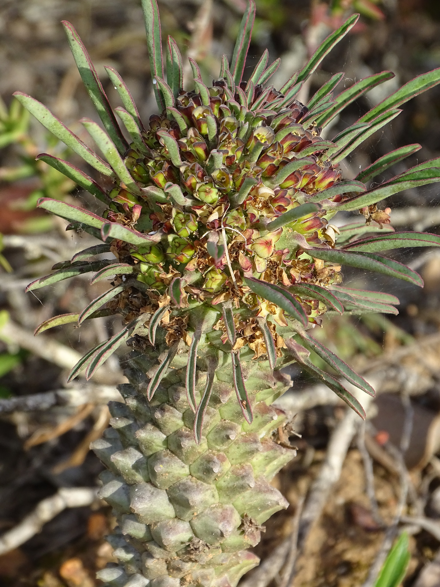 Euphorbia clandestina