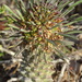 Euphorbia clandestina - Photo (c) Shaun Swanepoel, algunos derechos reservados (CC BY-NC-SA), subido por Shaun Swanepoel