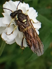 Symphyta