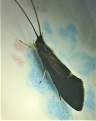 Pycnocentria funerea