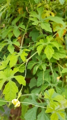 Momordica charantia