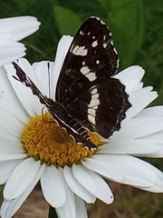 Araschnia levana