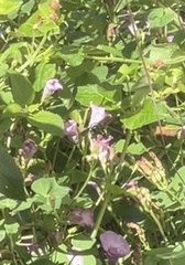 Bombus pensylvanicus