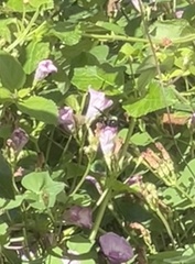 Bombus pensylvanicus